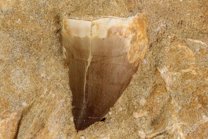 Mosasaur (Prognathodon) Tooth In Rock #91245